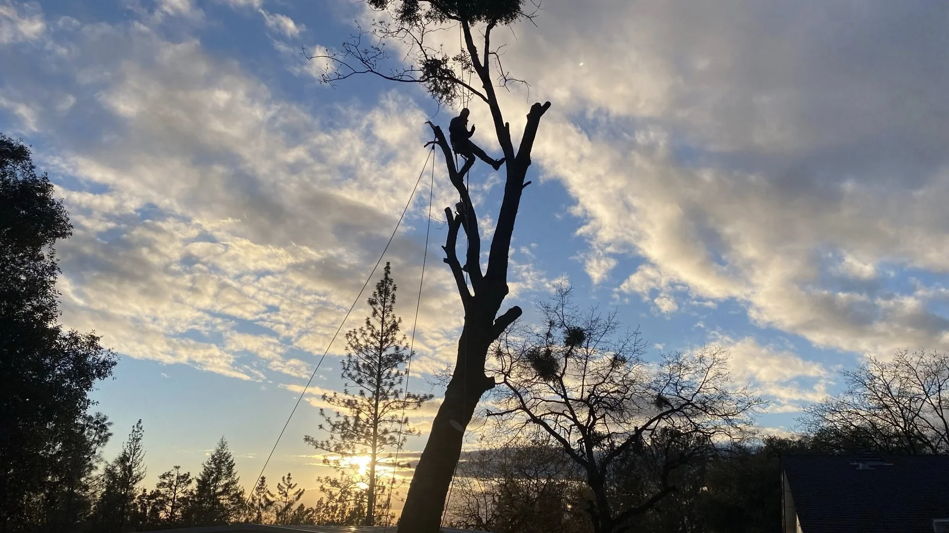 Professional tree cutting and removal service at sunset in Placer County Northern California