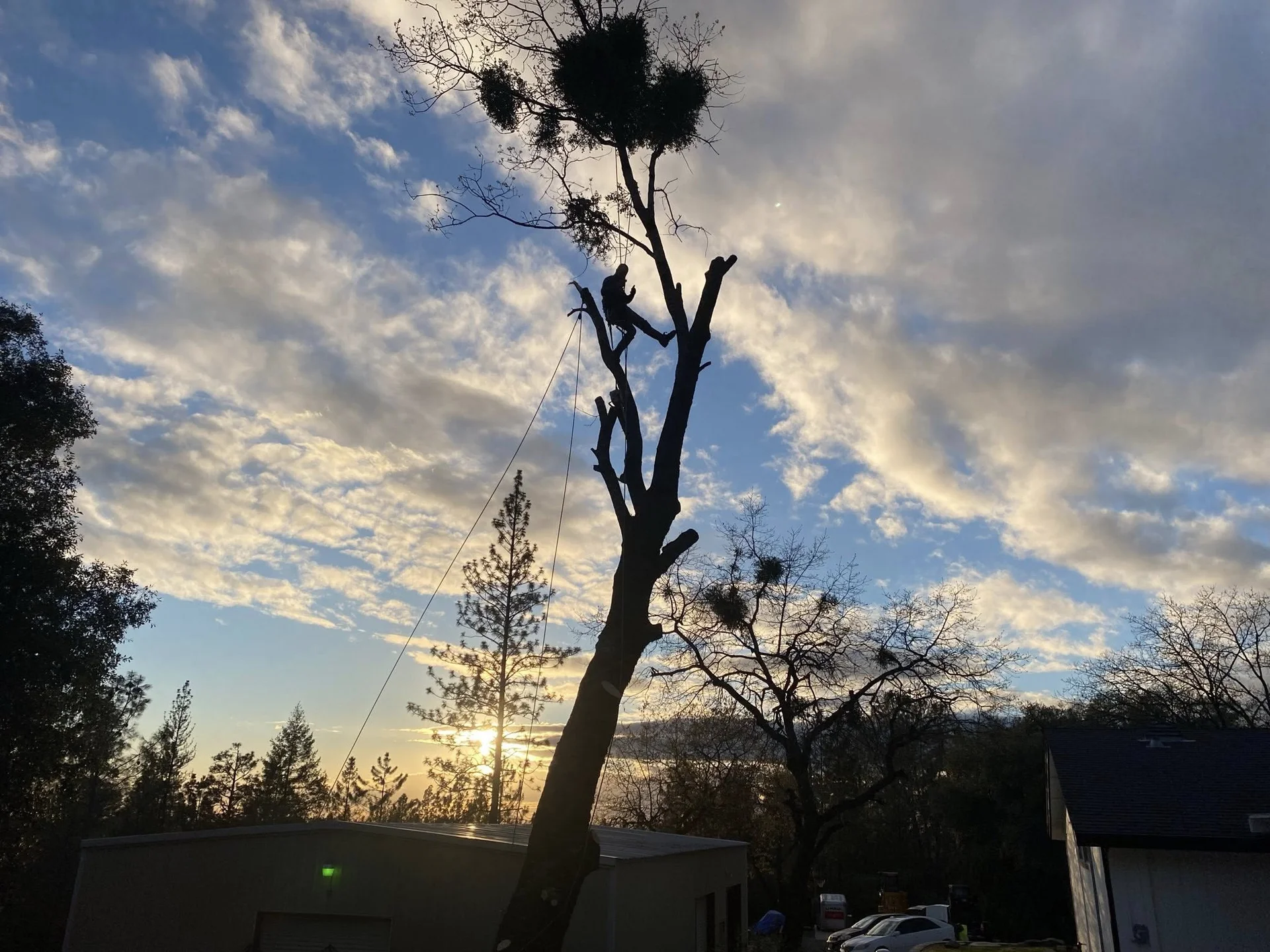 Professional tree removal services with silhouette of cut tree at sunset in Northern California