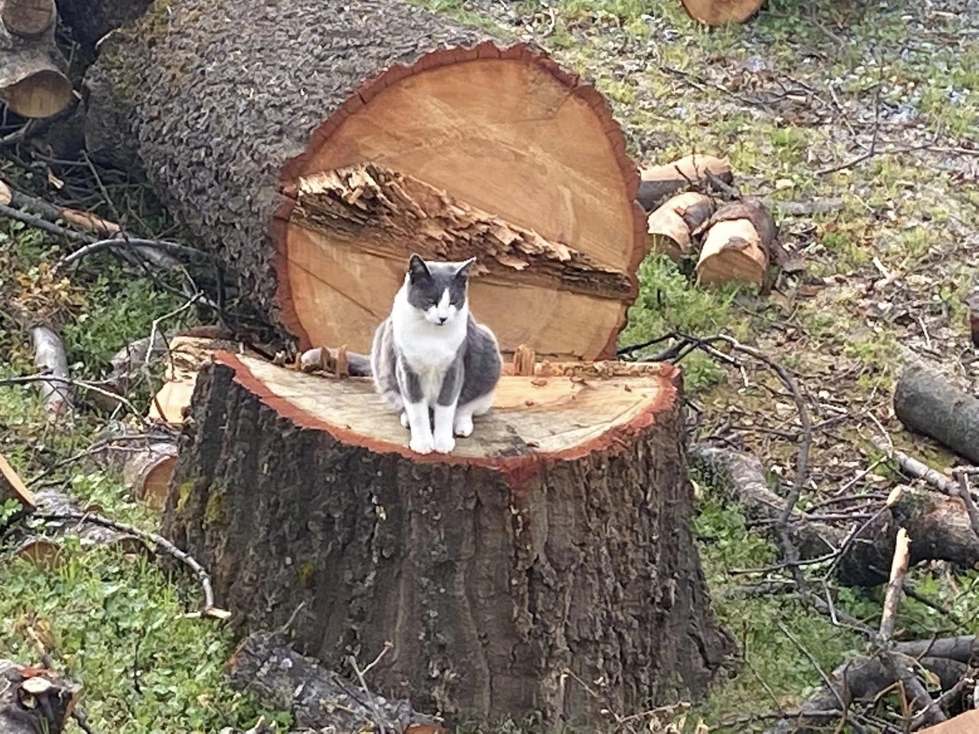 Tree removal and stump cutting services in Northern California foothills